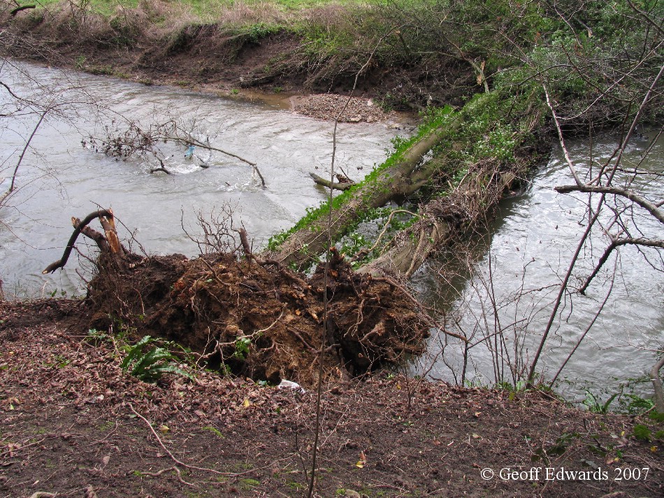 tree fallen across the River Frome Somerset