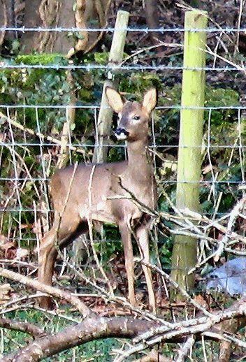 one of the residents of Freshford 