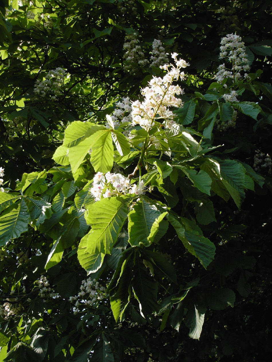 Horse Chestnut Tree Flowers in Mill Lane Somerset