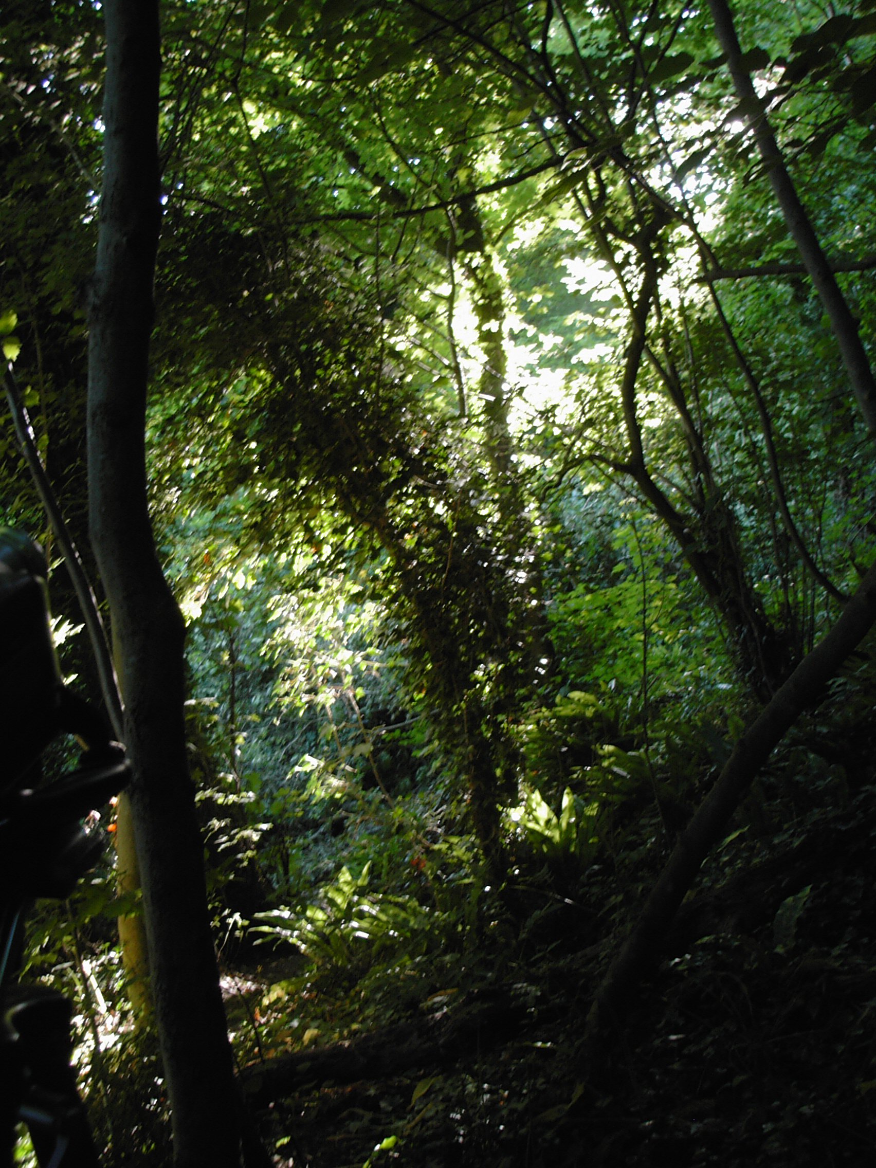 Woods by the River Frome in Somerset