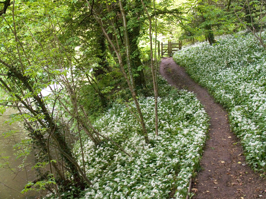 Woods and spring Garlic Flowering beside the River Frome in Somerset