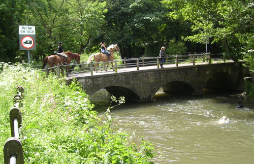 Horses on Freshford Mill Bridge and a local supervising her Swimming Dogs in the River Frome