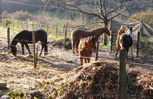 Horses in Iford Lane Somerset