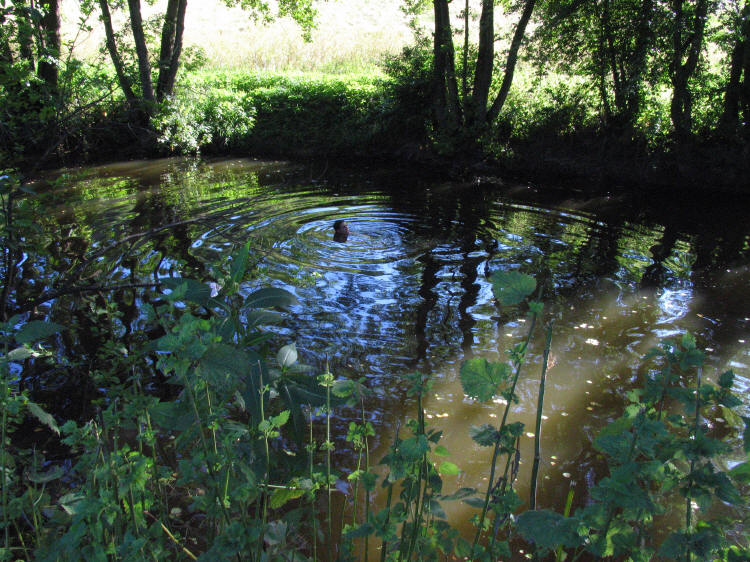 Swimming in the river Frome Somerset July 2006